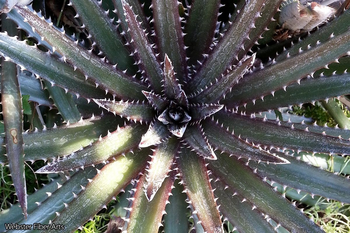 Riverbanks Garden Plant | Webster Fiber Arts