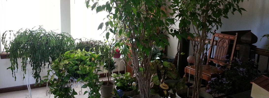 Plants in the House | Webster Fiber Arts