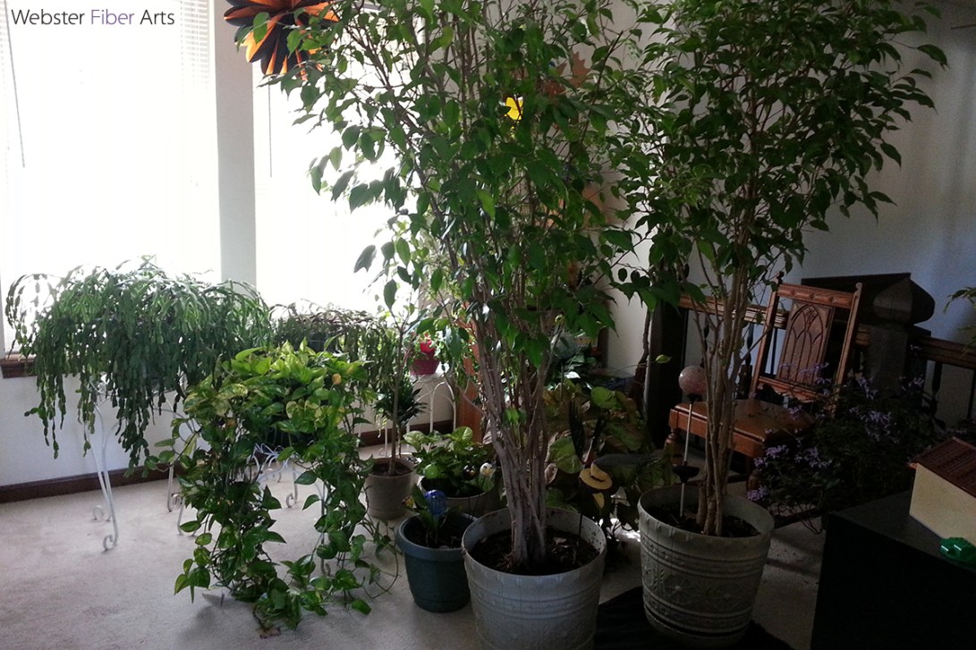 Our Houseplants | Webster Fiber Arts