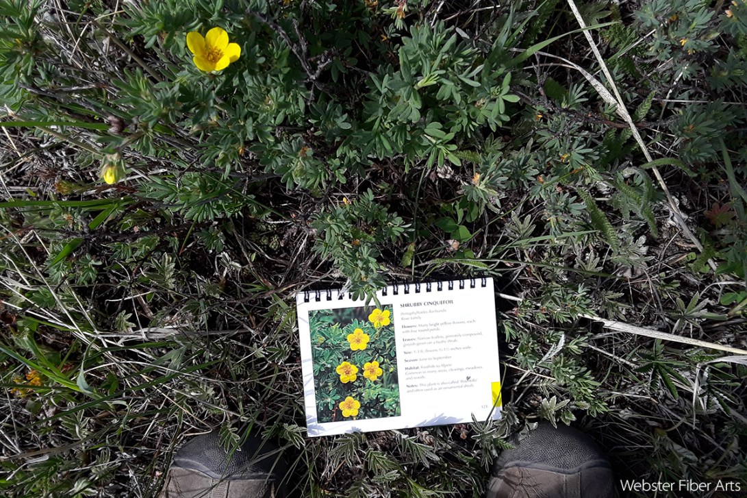 Flower ID in RMNP | Webster Fiber Arts